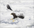 Stellers-Sea-Eagle;Sea-Eagle;Eagle;Flight;Stellers-Sea-Eagle;Haliaeetus-pelagicu